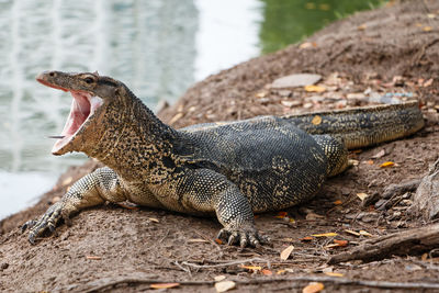 Close-up of lizard on rock