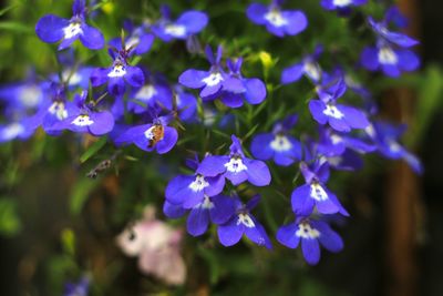 Close-up of purple flowering plants