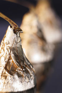 Close-up of lizard