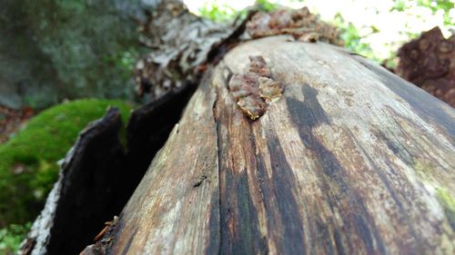 Close up of wood