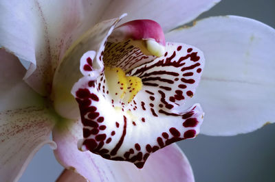 Close-up of white orchid