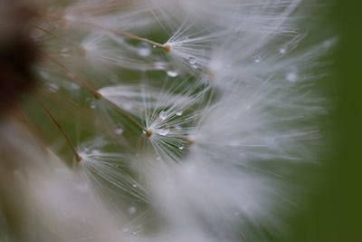 Close-up of dandelion on plant