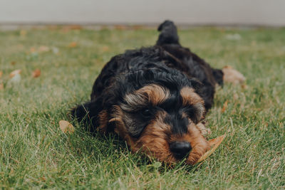 Cute tired two month old cockapoo puppy laying and relaxing on green grass in the garden.