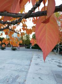 Close-up of autumn leaves hanging on tree