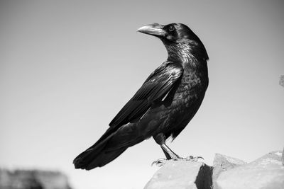 Close-up of crow perching on rock against sky 