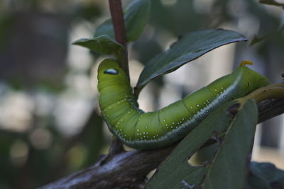 Close-up of green leaf