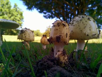 Close-up of mushrooms growing on tree trunk