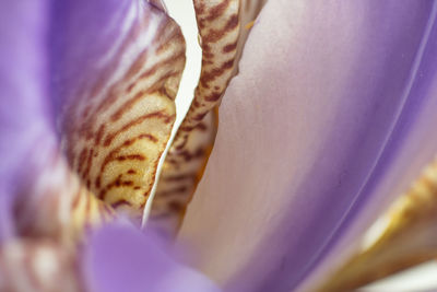 Full frame shot of purple flowering plant