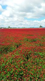 Red flowers growing in field against sky