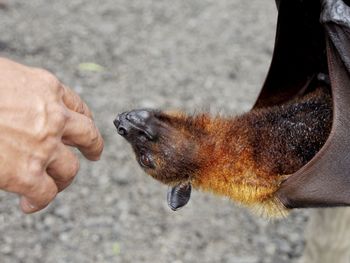 Close-up of hand with dog in water