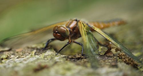 Close-up of insect