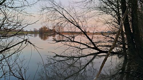 Reflection of trees in lake