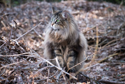 Free living norwegian forest cat in wilderness