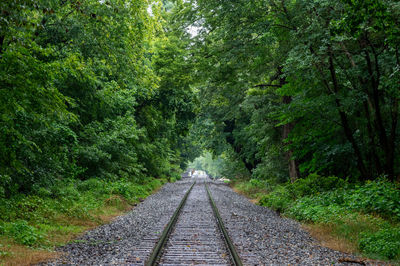 View of railroad tracks amidst trees in forest