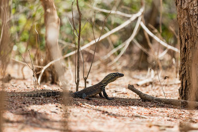 Close-up of lizard on land