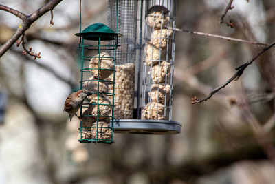 Close-up of bird feeder