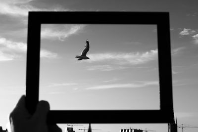 View of birds in flight