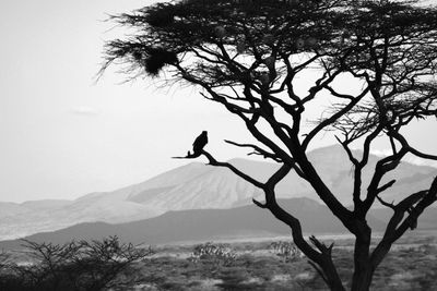 Birds on bare tree branch