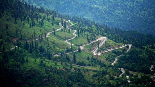 High angle view of road amidst trees in forest