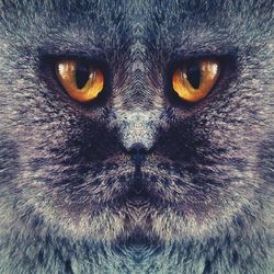 animal themes