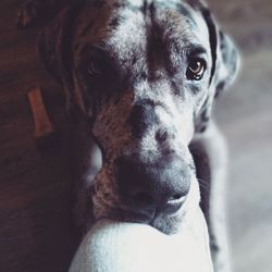 Close-up portrait of dog