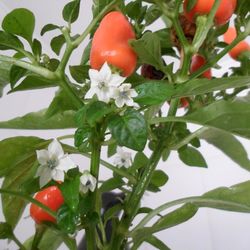 Close-up of red flowers