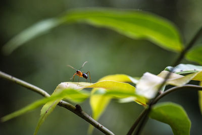 Close-up of insect on plant