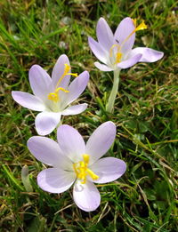 Close-up of purple crocus blooming outdoors