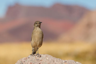 Close-up of bird perching on white background