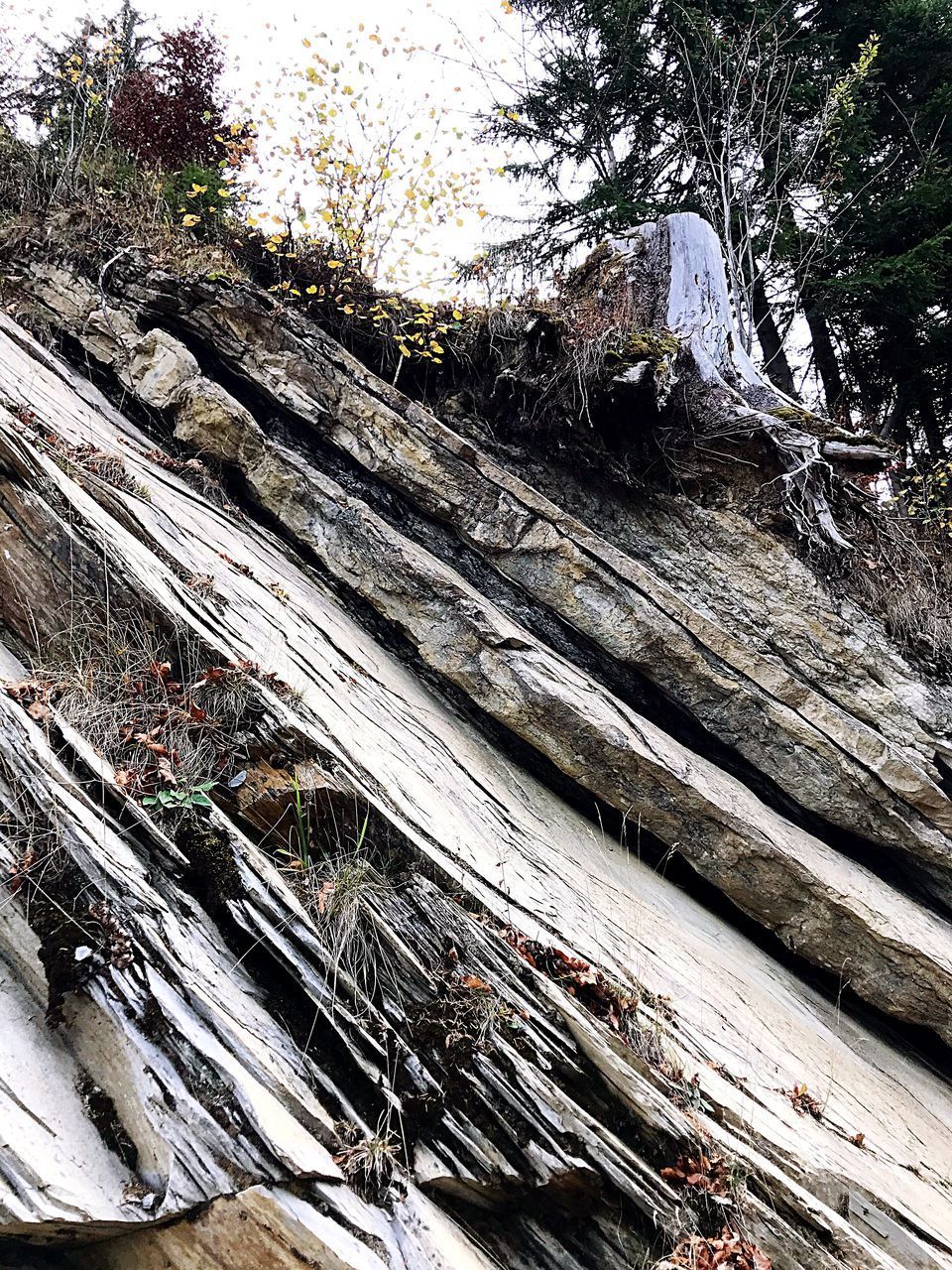 CLOSE-UP OF LOGS ON TREES IN FOREST