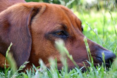 Close-up of dog