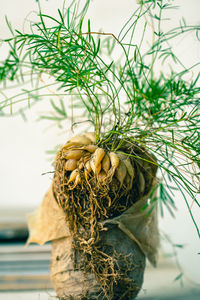 Close-up of plant growing on tree