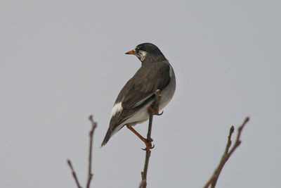 Close-up of bird perching against clear sky