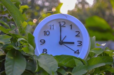 Close-up of clock against plants