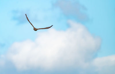 Low angle view of bird flying against sky