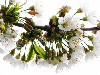 Low angle view of white flowers on tree against sky