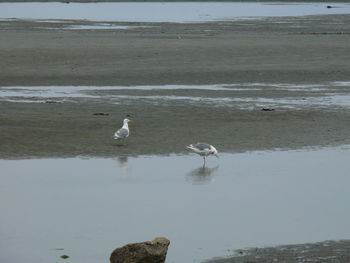 Swans on beach against sky