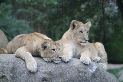 View of cats relaxing on rock