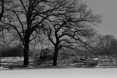 Bare trees on snow covered land