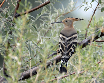 Bird perching on tree