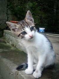 Portrait of cat sitting outdoors