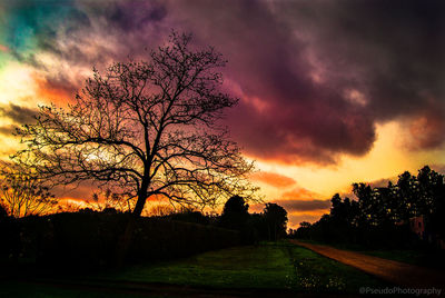 Silhouette bare trees on field against dramatic sky