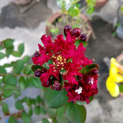 Close-up of red flowering plant