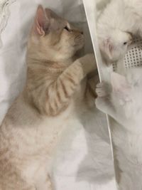 High angle view of cat lying on bed