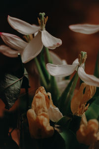 Close-up of white flowering plant