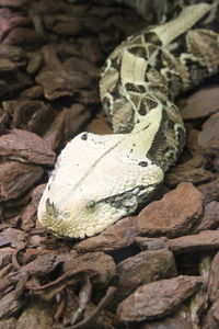 Close-up of lizard on rock