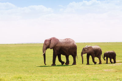 Elephants walking on field against sky