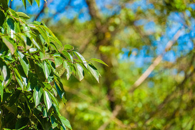 Low angle view of leaves on tree