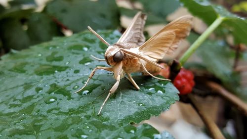 Close-up of insect on leaf