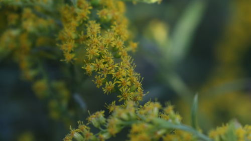 Close-up of yellow flowering plant